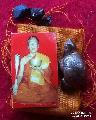 1625.เต่าเรือนหลวงพ่ออุทัย วัดเกาะตาพุด  ราชบุรี